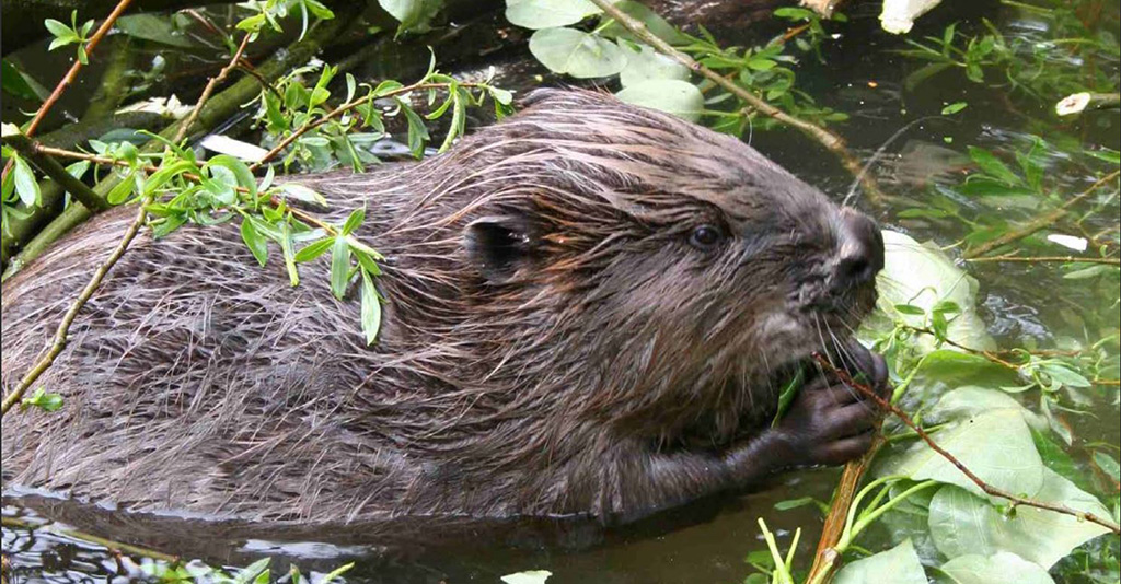 Happy #InternationalBeaverDay! In April 2023 our specialists and partners attended Britain's first Beaver Conference held by @BeaverTrust. One year on here is a reminder of this fantastic event and keynote delivered by our very own @TonyJuniper! beavertrust.org/wp-content/upl…