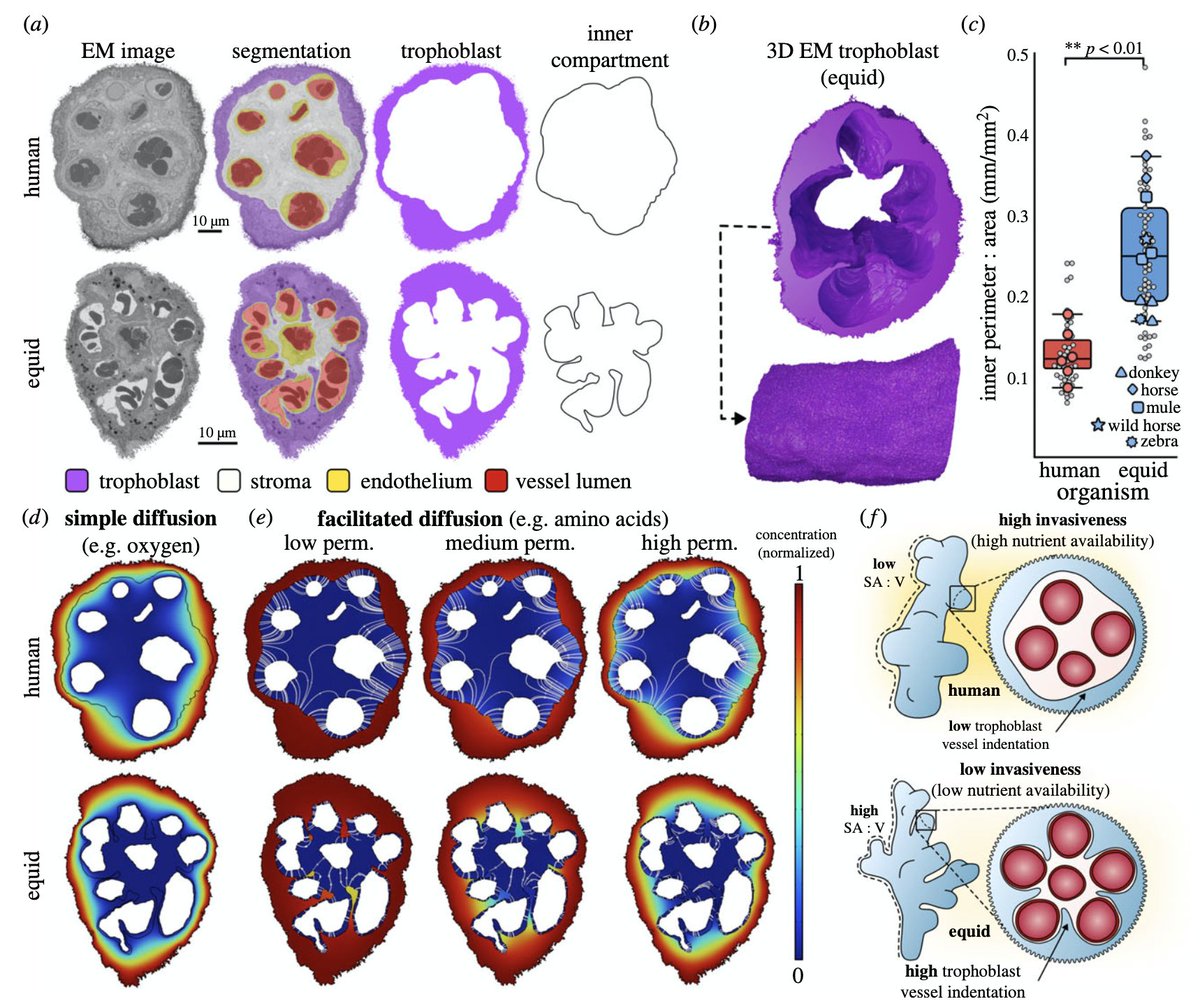 We recently argued for a 3D multiscale approach to placental evolution doi.org/10.1093/evolut…. Our new paper begins to deliver this by comparing convergently evolved placental villi and discussing in relation to the maternal-fetal conflict hypothesis doi.org/10.1098/rsbl.2…