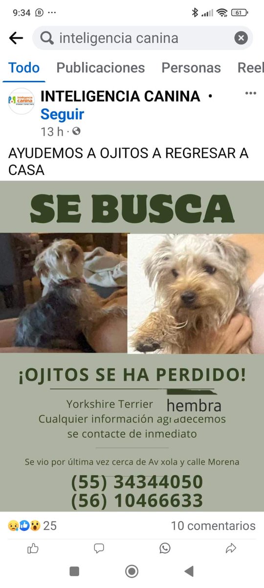 #CDMX ayúdanos a encontrar a Ojitos @MascotasSismo @CaninaAmber @UbicapetMexico @PerrosPerdidosA @PerrosPerdidosA @PrrosPerdidosMX @PerdiMiMascota @PerdiDogsMx @lawera33 @mascotasdifunde ⁦@dondeestuvo⁩