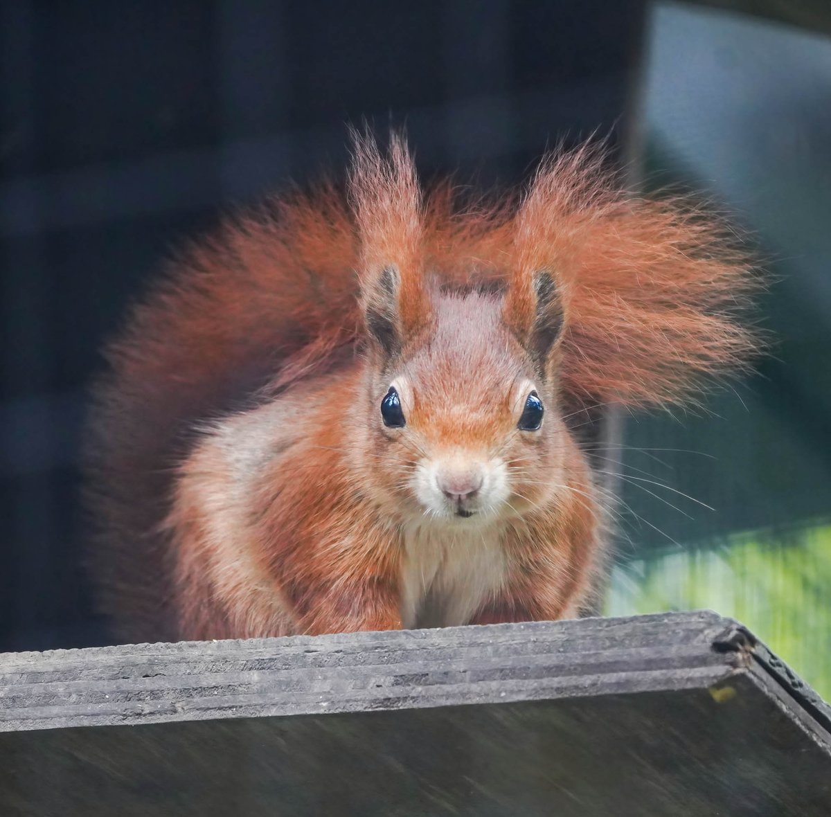 Did you know there were 3.5 million Red Squirrels in the UK, with this dropping significantly to an all-time low of 120,000 😓 We've been fighting to prevent the loss of the #RedSquirrel since 1989 with our longest running conservation project #WelshMountainZoo #NorthWales