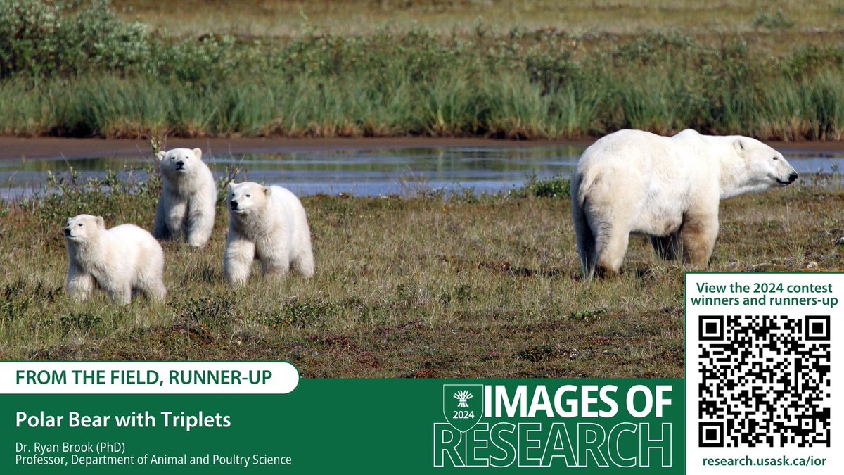 Congratulations to @agbiousask researcher Dr. Ryan Brook, runner-up for the ‘From the Field’ category in the #USask 2024 Images of Research competition! #USaskResearch For more info on the photo> research.usask.ca/ior