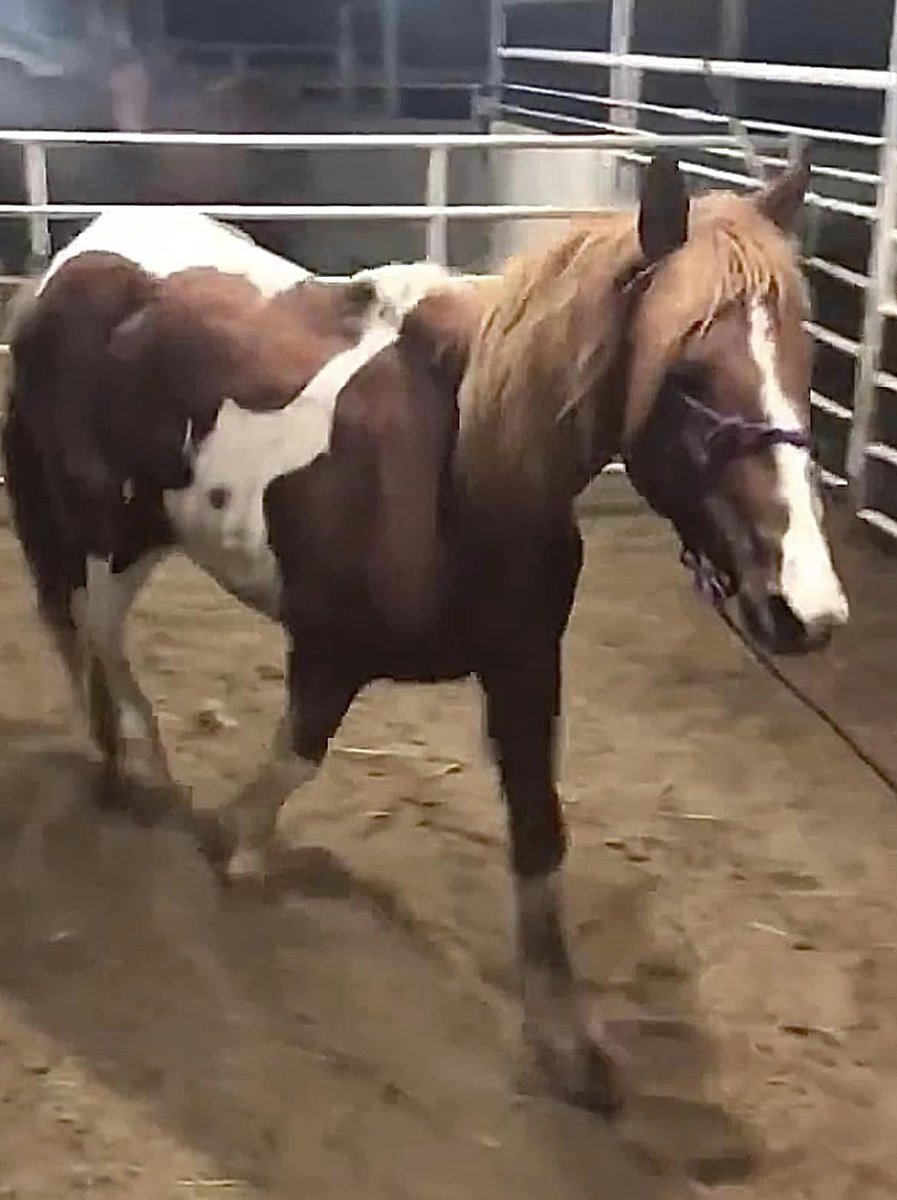 Need $485 for bail $500 transport & $210 qt to save this 15 y/o BLM mare that was once free roaming in Oregon on public land paypal.com/donate/?hosted……………………… venmo.com/u/SaveourWildH…………………… buy.stripe.com/4gw7tI8sYdUJ1X……  #wildhorses #HorseRescue #RT #Donate