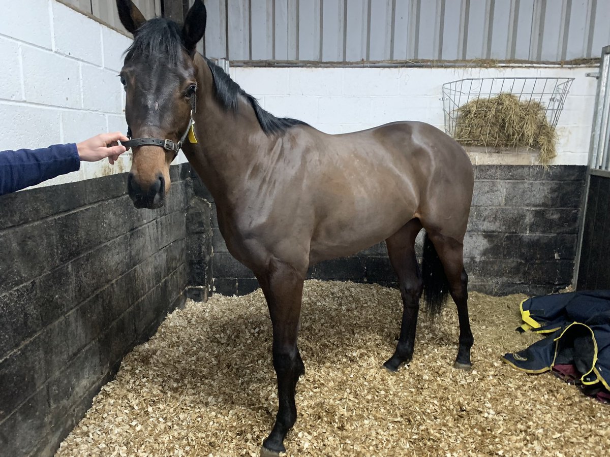 New Recruit 6 of 8 Brooke Winder Trainer - Craig Lidster 2yr old Bay Colt Craig Lidster Partnership This colt is out of Mehmas (Tally ho stud) He’s a good strong physical and came highly recommended by Roger O Challaghan. He should be running soon & progress as the year goes on