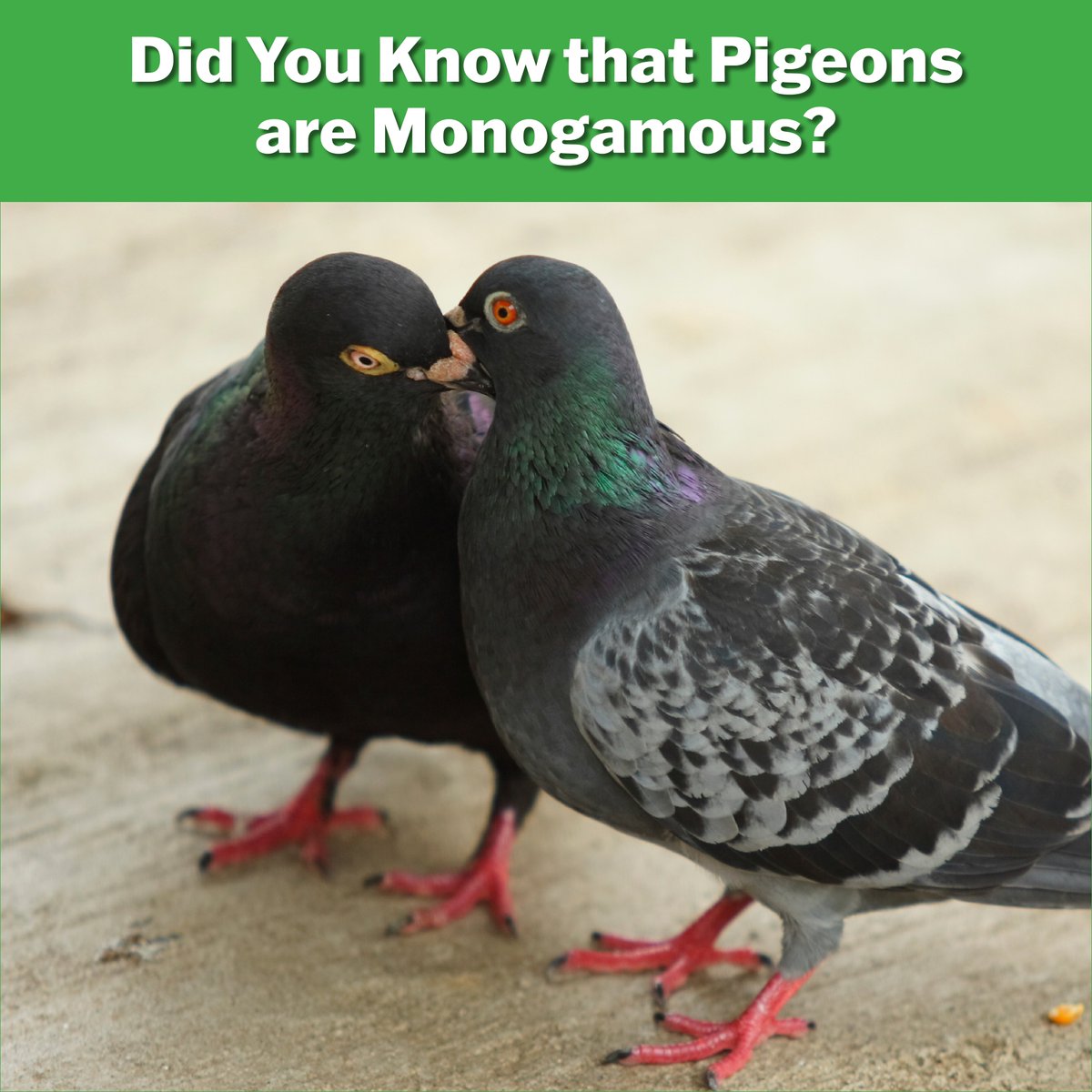 Not only are they monogamous, but they're prolific too! As monogamous pairs, they will raise up to 6 broods of 2 eggs a year. That's 12 new pigeons per pair per year. Six months later the new pigeons can begin breeding. This is why a pigeon problem can start quickly. #birdcontrol
