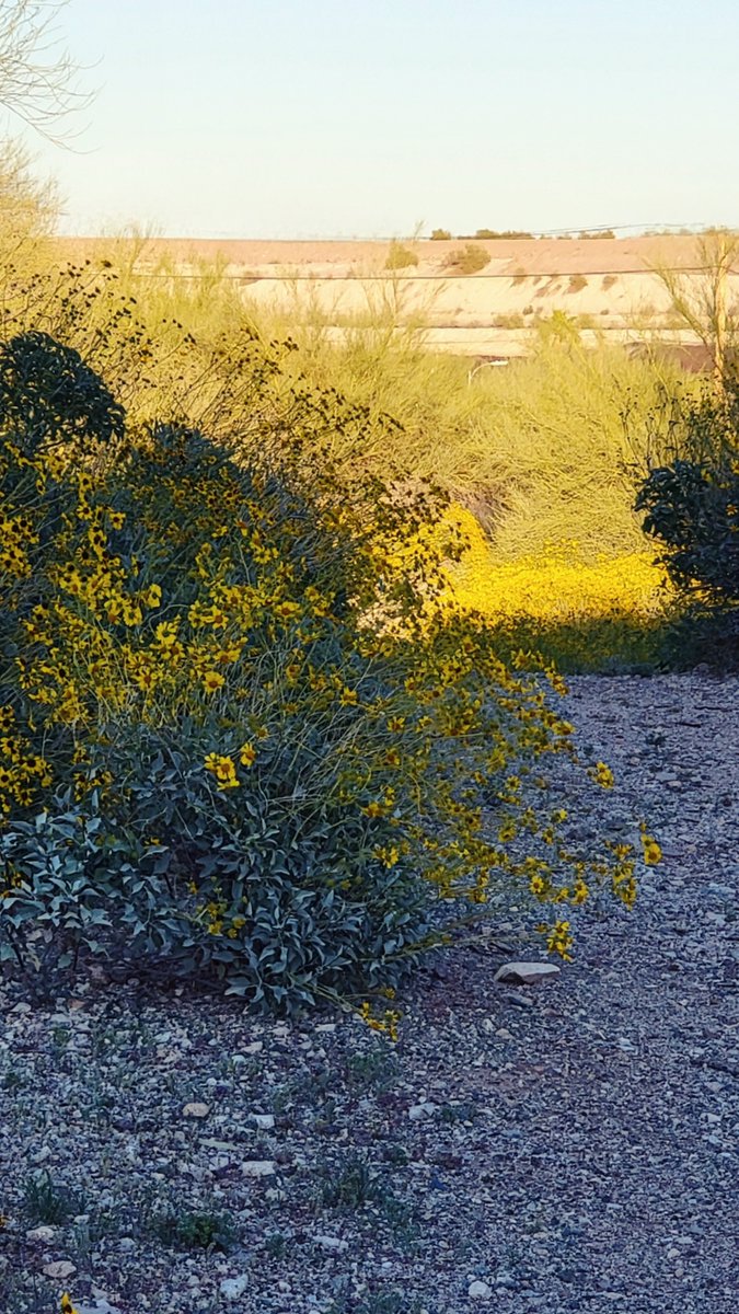Our desert world is awash in cheerful yellow!
:
#mellowyellow #brittlebush #desertmarigold 
#sonorandesert🌵🌈☀️
#desiertosonorense🌵🌈☀️ 
#ajoarizona🏜 
#threenations