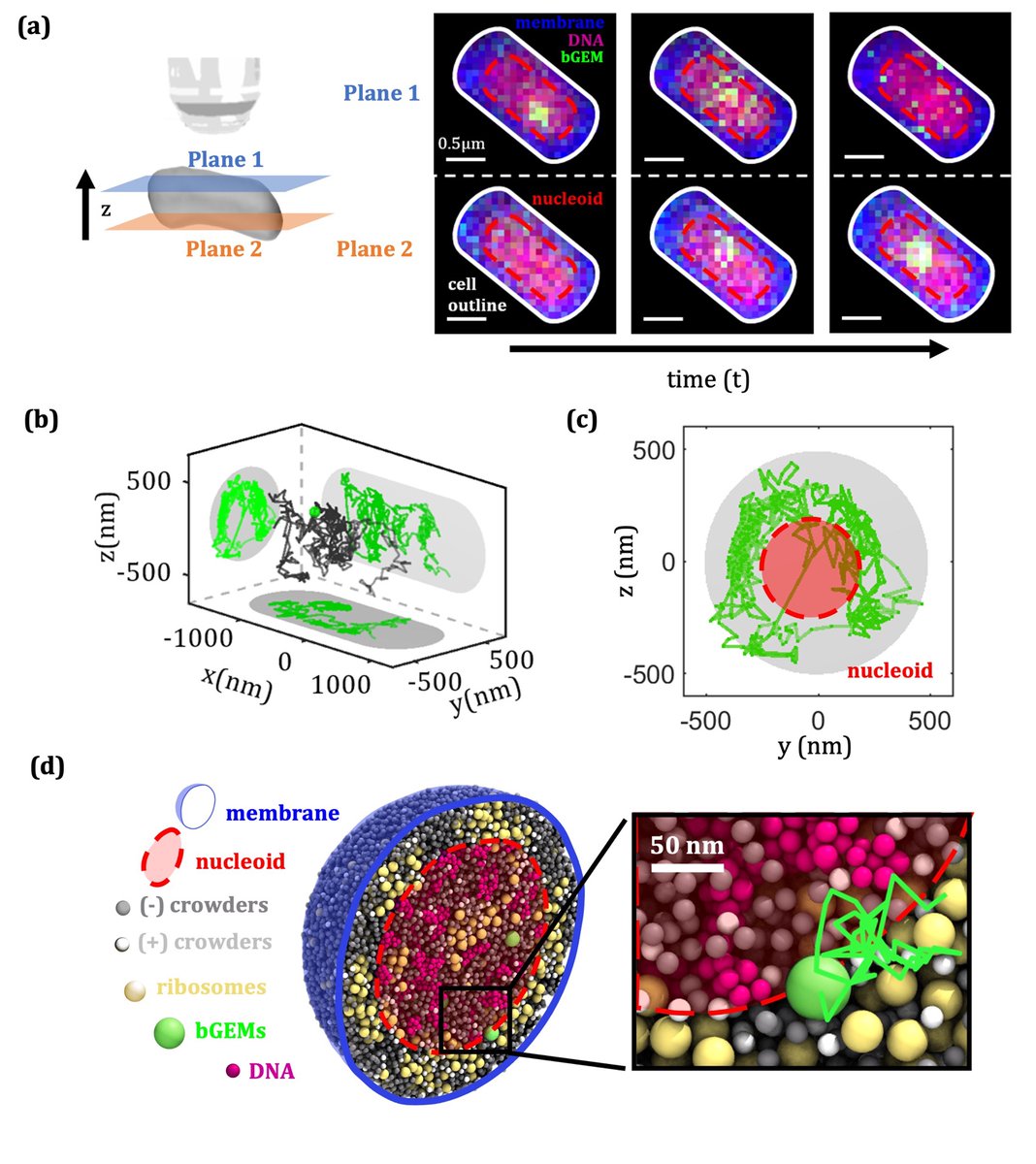 𝗣𝗵𝘆𝘀𝗶𝗰𝘀 𝗼𝗳 𝗹𝗶𝗳𝗲: We are excited to share our new preprint on 3D diffusion in live E. coli where we show how colloidal physics regulate life-essential processes in biological cells. Check out the paper and video at lnkd.in/g2GV4Ypv.