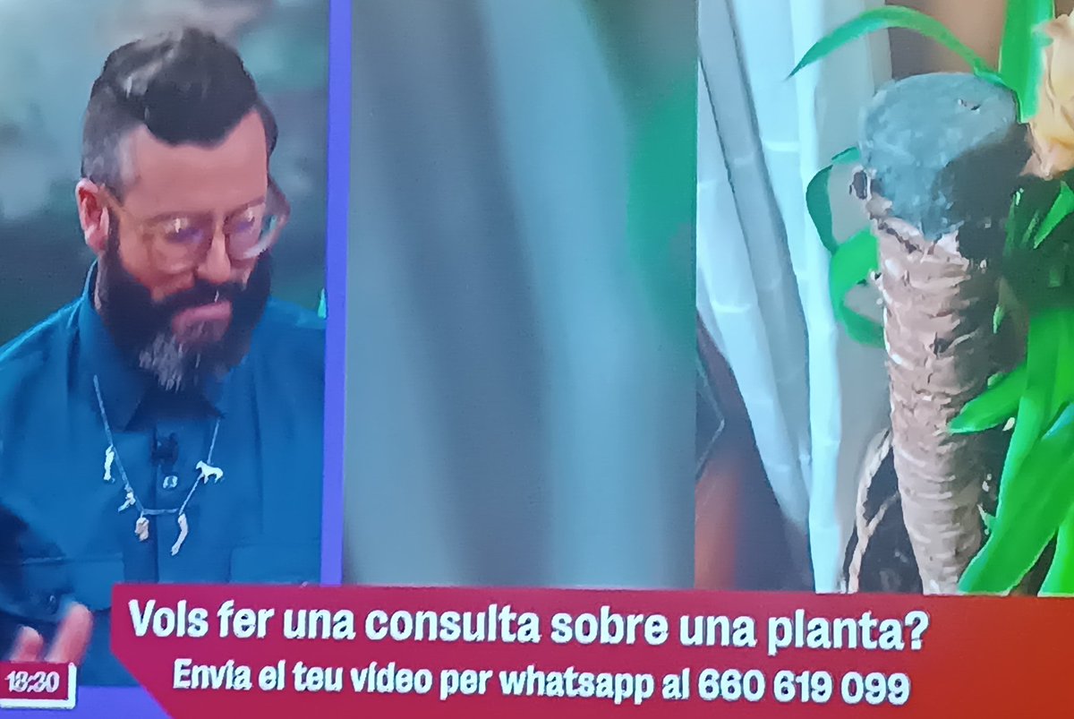 Creativitat. Pagar milions al @plantabaixatv3 per fer una secció del Padre Mundina en modernet