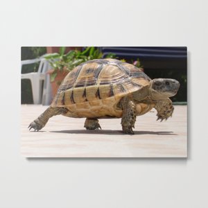 TaicheTees's tweet image. Marching Baby #Tortoise Close Up Photo #CuttingBoard #taiche #society6 #taiche #society6 #wildlifephotography #wildlife #nature #naturephotography #photography #animals #naturelovers #animal #wild #canon #captures society6.com/product/marchi…