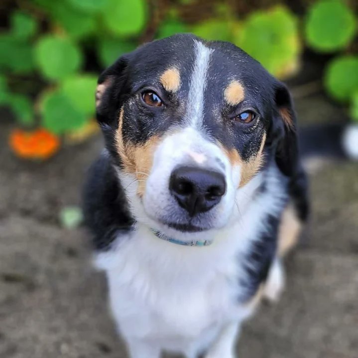 😍 Nealy & that smile 😍 This 4yr old #collie boy has been with MADRA half his life 💔 Nealy still hopes for a home where he's loved & accepted as he is 💙 Please like & share for Nealy and let's find Nealy his home at last 🙏 madra.ie/dog-profiles/ #AdoptDontShop #Galway