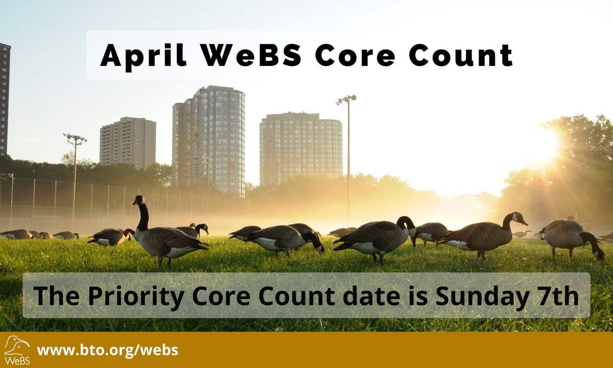 Despite now being outside of the winter core period (September to March inclusive) being a year round survey, WeBS is still going strong and this Sunday is the April Core Count date! So let's get out and count our waterbirds! @_BTO @JNCC_UK @RSPBScience