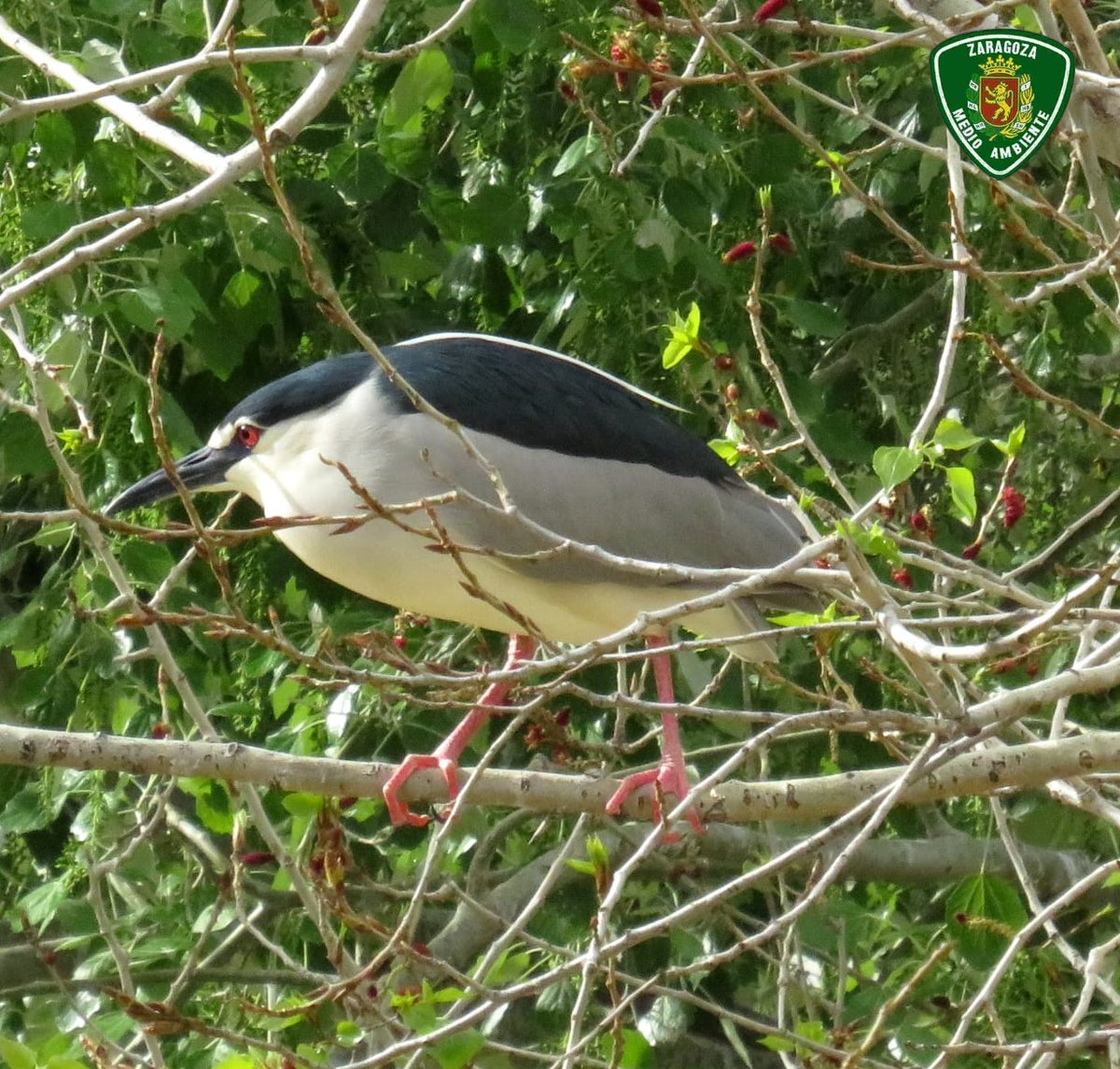 ℹ️ Lo conoces ? Cuervo de la noche #NycticoraxNycticorax 📸 Martinete (garza mediana) Nidificante en los sotos urbanos del Ebro en la ciudad de #Zaragoza !Conocer para conservar! #ZaragozaCuidasuBiodiversidad #AgentesdeMedioAmbiente