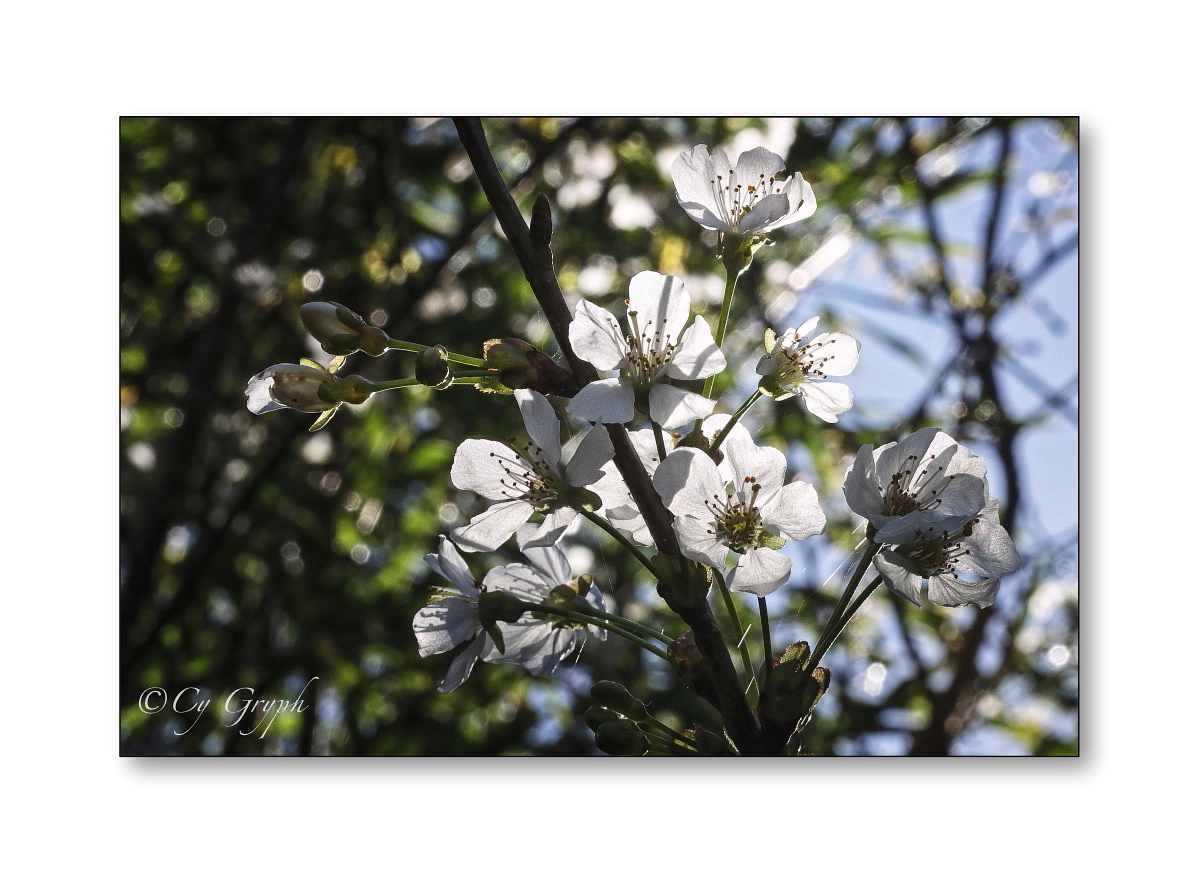 Bonjour tout le monde  !😊
Rayon de soleil (si, si ! 😁) printanier, officialisé par un petit bouquet de fleurs de cerisier 

#Bretagne #Morbihan #Nature #NaturePhotography #Photographie