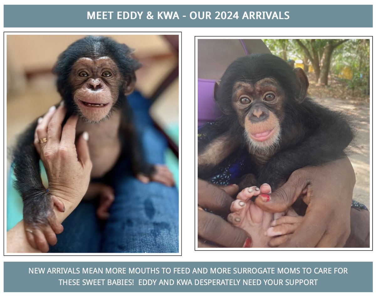 In 2015, Jenny and Dr. Jim Desmond traveled to Liberia to help 66 chimpanzees abandoned on islands by the NY Blood Center. They thought they'd be there for a month, but the forestry officials began bringing them baby chimps orphaned by poachers who killed their parents for