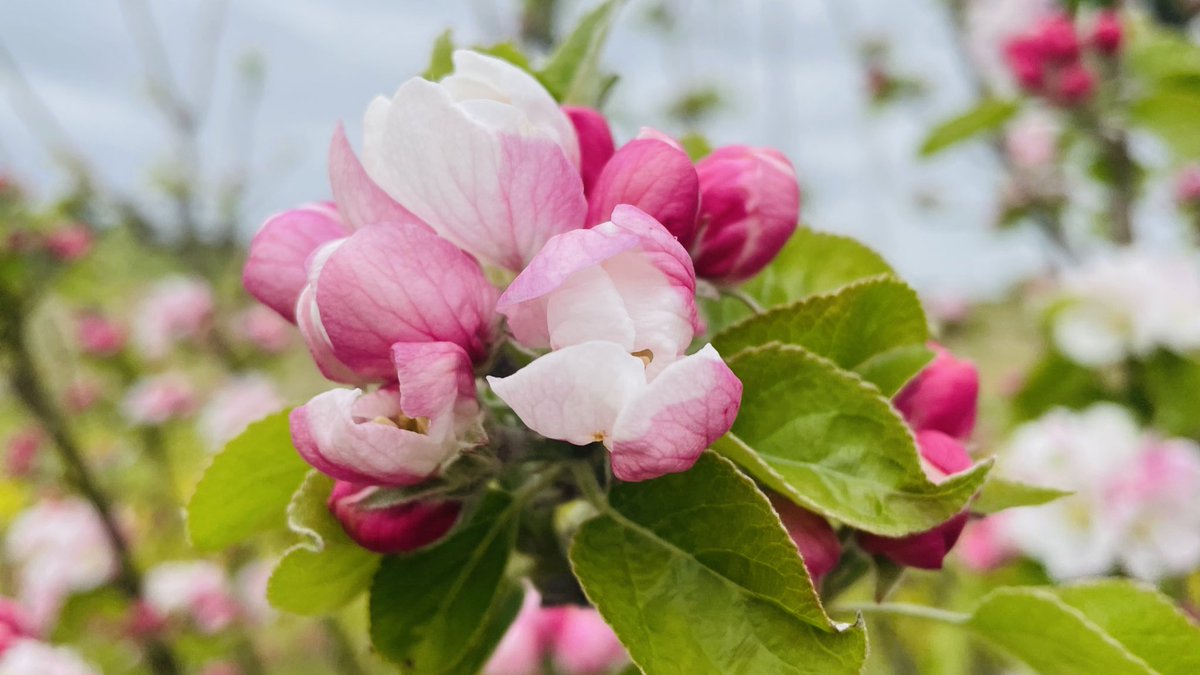 Crabapple just wanting to do it thing and make most of the weekend warmth Already 18° on the north, Norfolk coast and expecting warmer tomorrow!