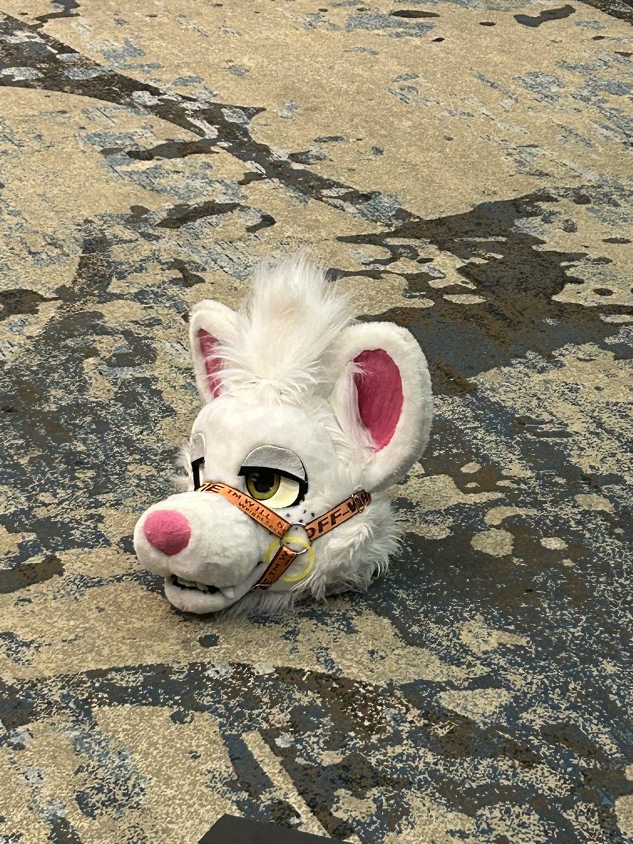 Nice to meet u Mr President #FursuitFriday