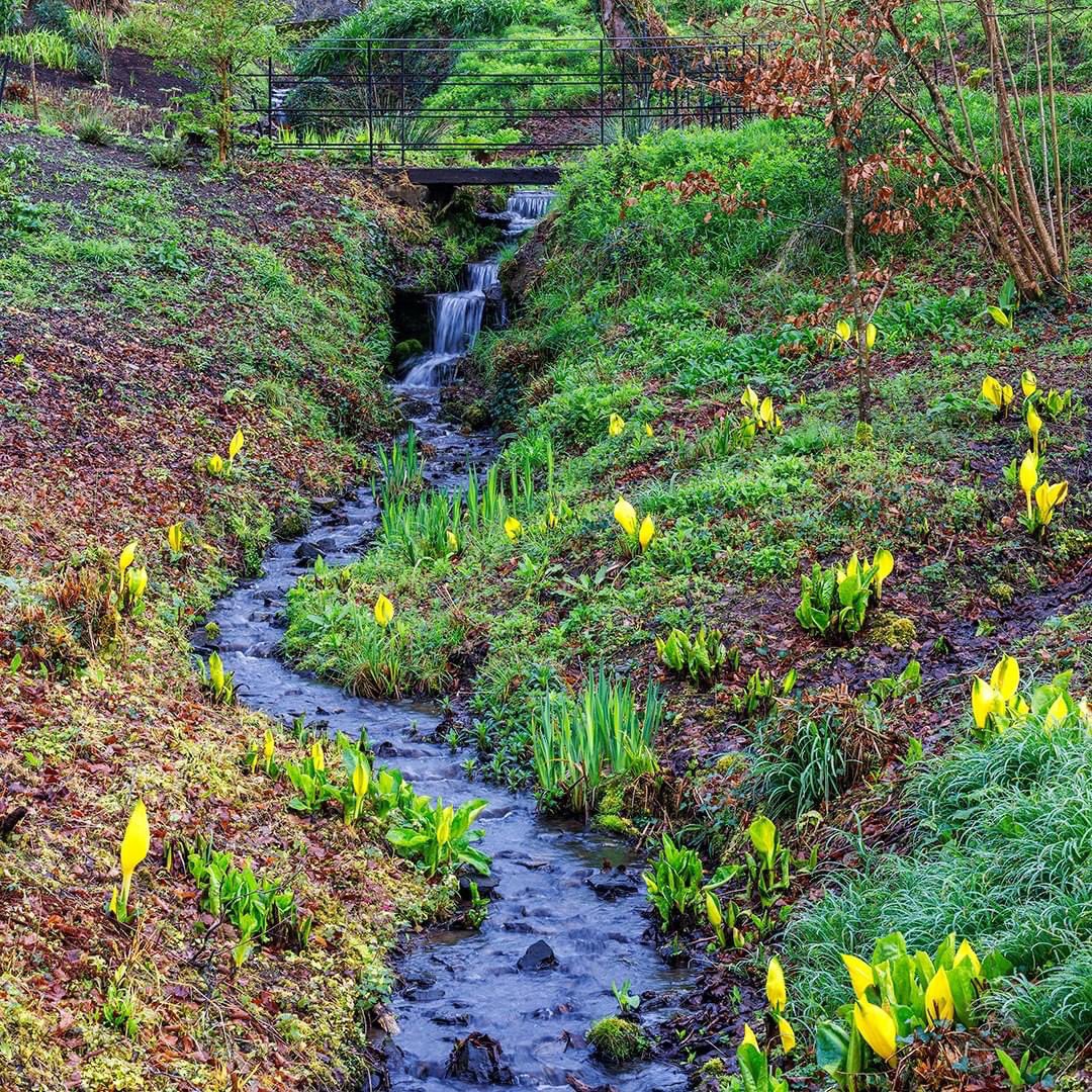 Lysochiton americanus, also known as the Western skunk cabbage, is a perennial wildflower, which grows along the stream bank in Jubilee Wood. Their lovely bold yellow arums are quite spectacular in spring. The plant is called skunk cabbage because of the distinctive 'skunk' odour