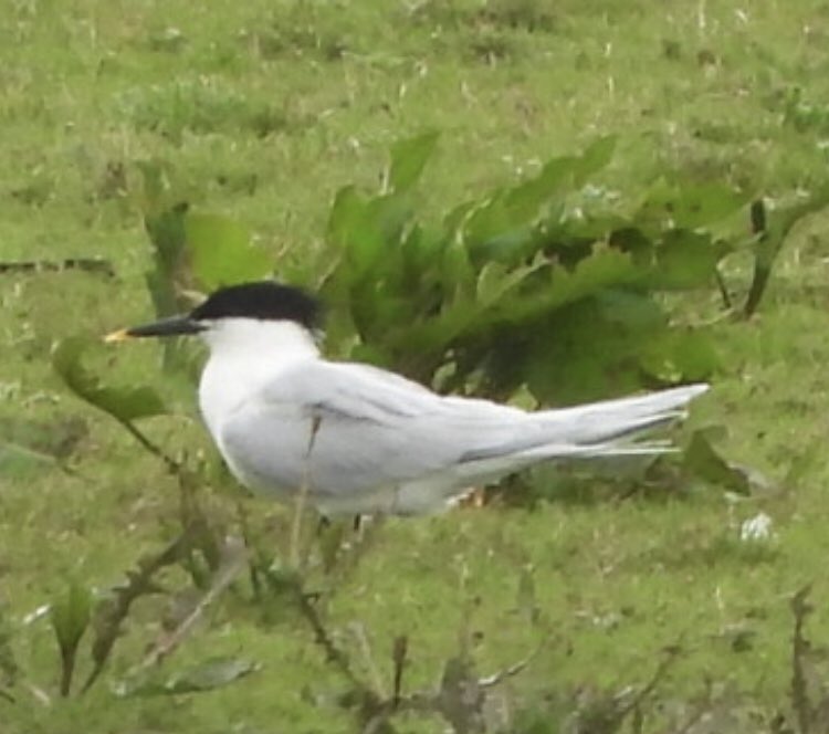 Quick dash down the @FlashesSandbach between work and pub for Sandwich Tern. My second at the Flashes. Great find by Dennis