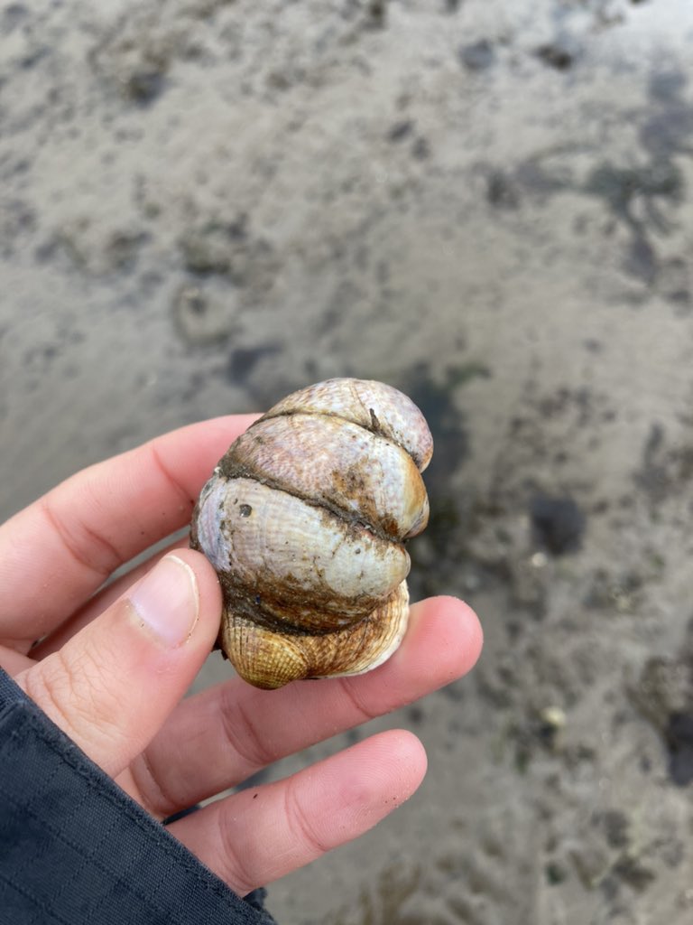 It was quite alarming today to see how many invasive slipper limpets there are now along the shore at Hazelbank Park. Within a short section I picked up about 13 clumps which had at least 49 limpets in total. Noticing them more and more around Belfast Lough…