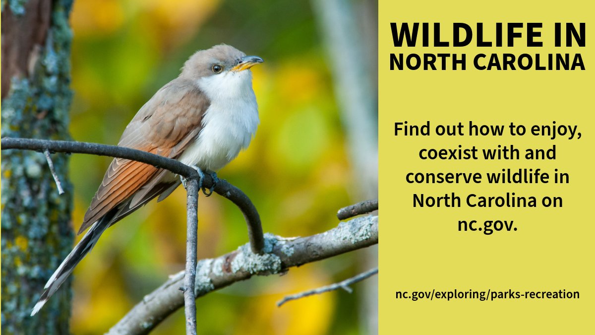 Discover the rich diversity of #NorthCarolina's wildlife during #NationalWildlifeWeek! Join the conservation efforts and learn more at: nc.gov/exploring/park… 🌳🐾🦌