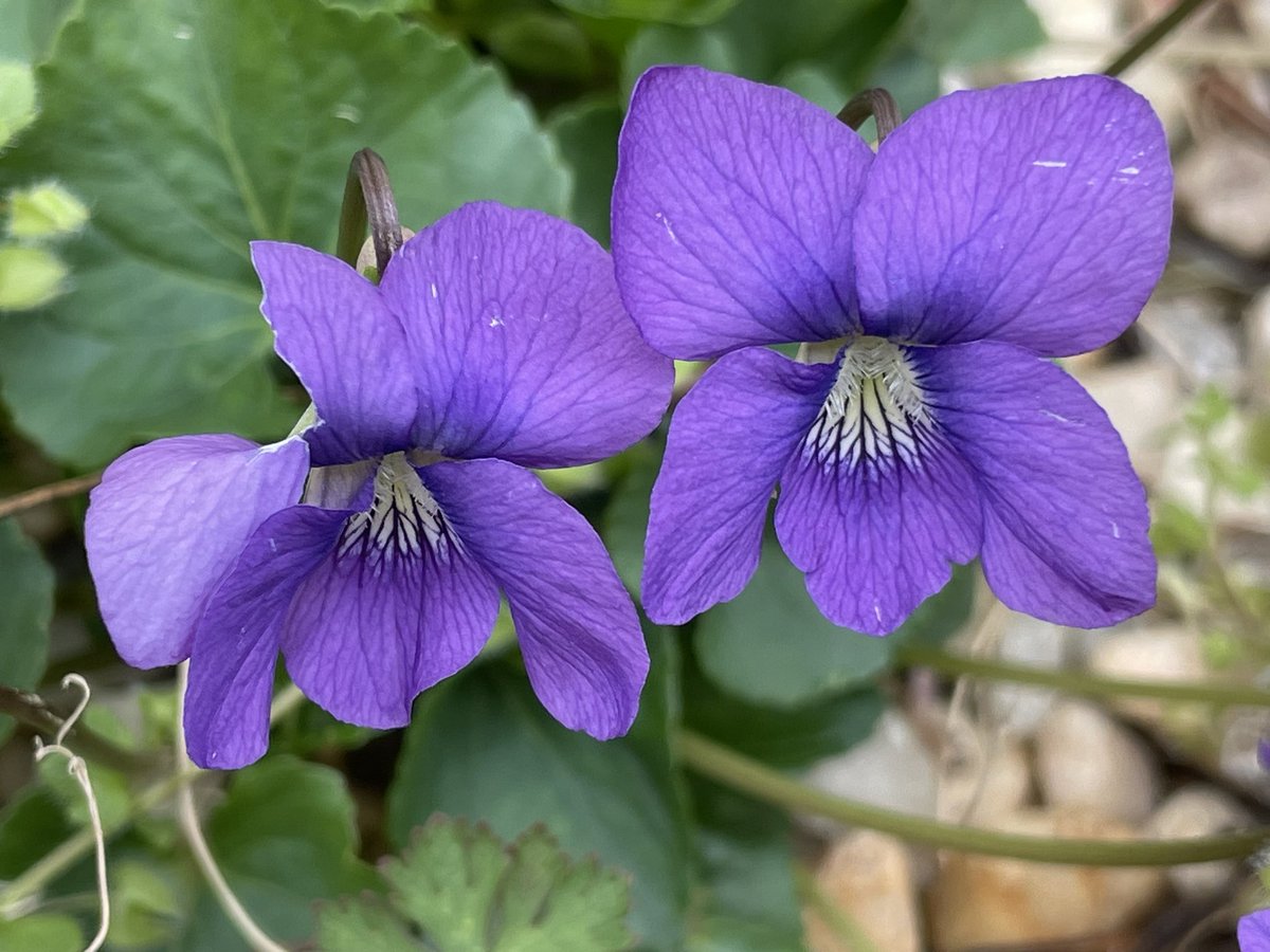 KenCasey17's tweet photo. Wild violets, my late mother’s favorite #wildflower. #violets #wildviolets https://t.co/mA1Prdz2cQ
