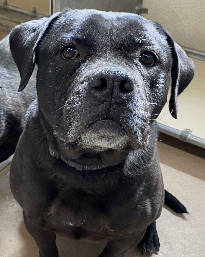 Have you ever seen a face as sweet as Sammy's? 😍 In fact, we think this sugary 4-year-old gal outmatches all the candy in Willy Wonka's Chocolate Factory 🍭 Skip the trip to the confectionery! Just stop by and adopt the @MountainAmerica Pet of the Week from HSU! 🐾