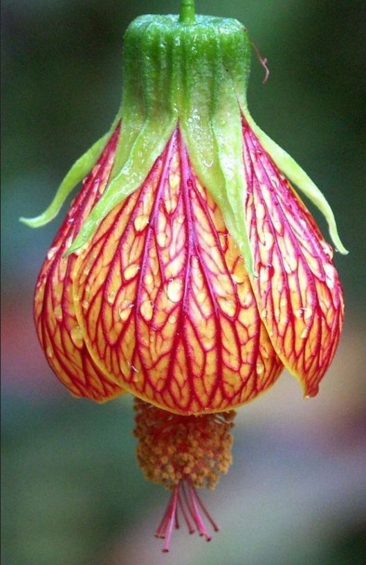 Allah'ın çiçeklerdeki muhteşem sanatından.. 👉Abutilon Pictum-Ağaç küpesi çiçeği God's marvelous art in flowers... 👉Abutilon Pictum-Tree earring flower