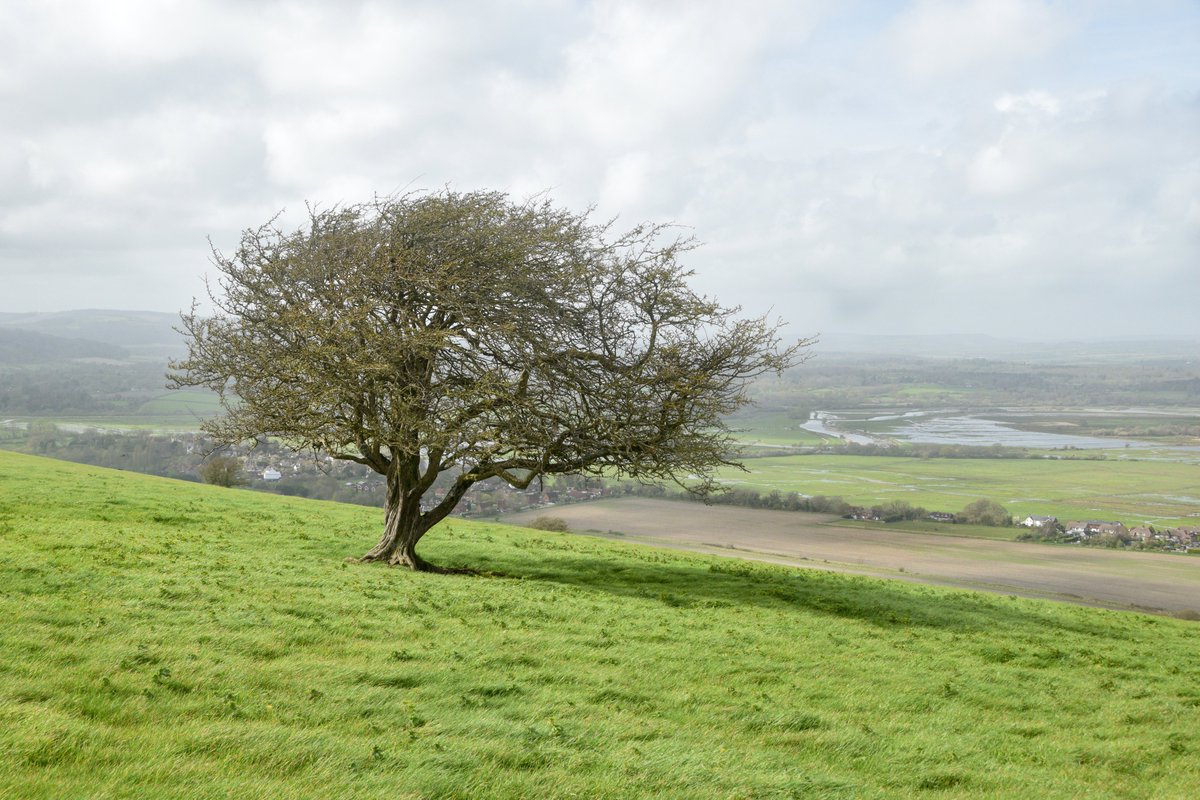Today's very windy walk revealed this stunning old hawthorn, high on the South Downs Way. The air here is so, so fresh. What a place to be. Tomorrow I'll be in a Fulham back garden drawing a sycamore ...