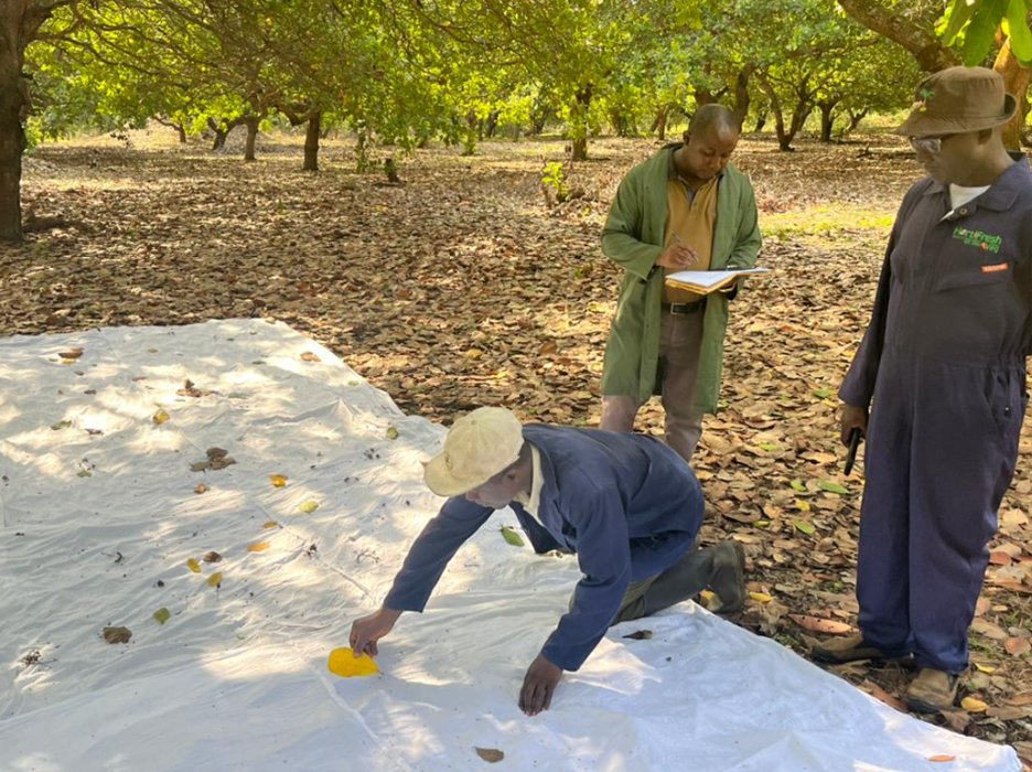 The @USDA West Africa PRO-Cashew Project & African Cashew Research & Development Network recently partnered to update a map of #cashew health across West Africa, which will serve as an early warning system to slow the spread of diseases threatening regional crops. @USDAForeignAg