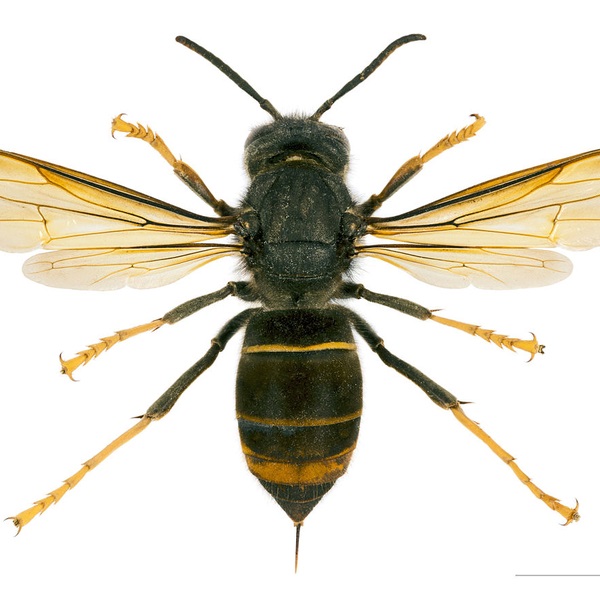 As we head into warmer months you may spot more pollinators. One insect to look out for is the Asian hornet. This invasive species poses no risk to humans but is a threat to our native honey bees. A new app allows sightings of Asian hornets to be reported. orlo.uk/s0DGU