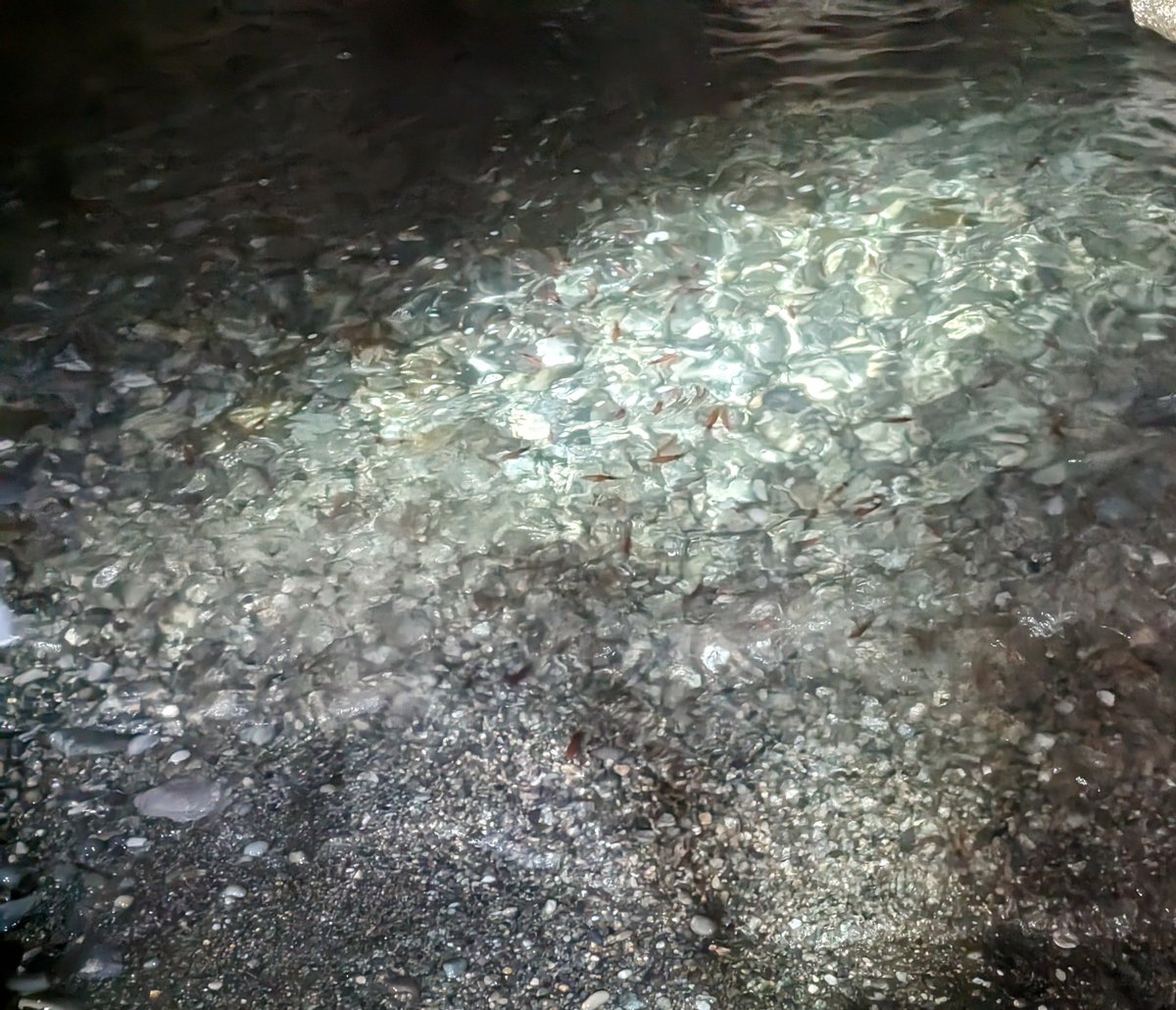 ナオキ tweet media