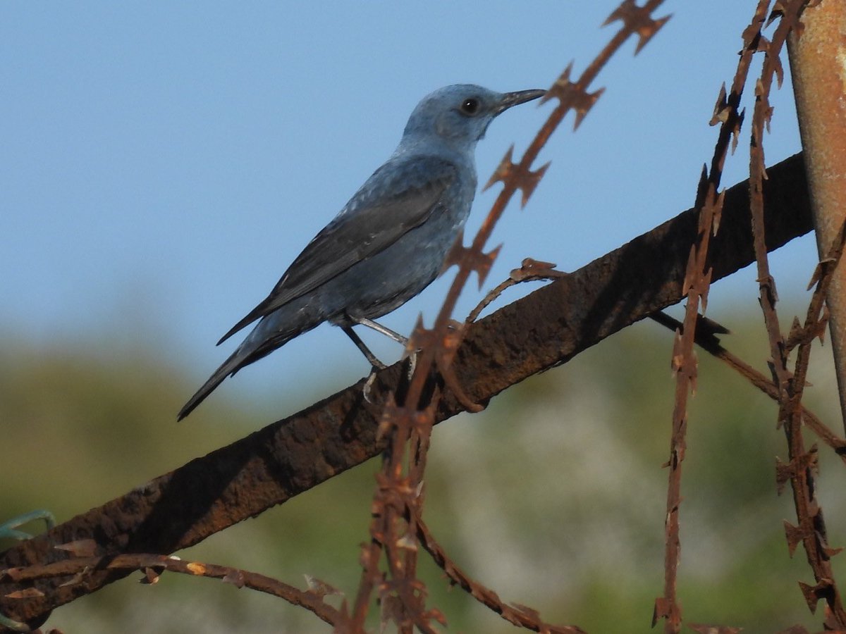 julianallen2009's tweet image. Day 6 Another great day with a few more migrants around here the highlights