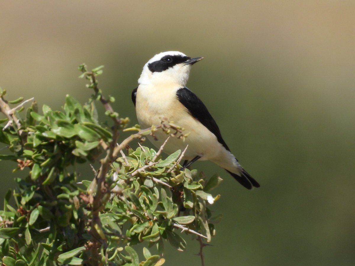julianallen2009's tweet image. Day 6 Another great day with a few more migrants around here the highlights