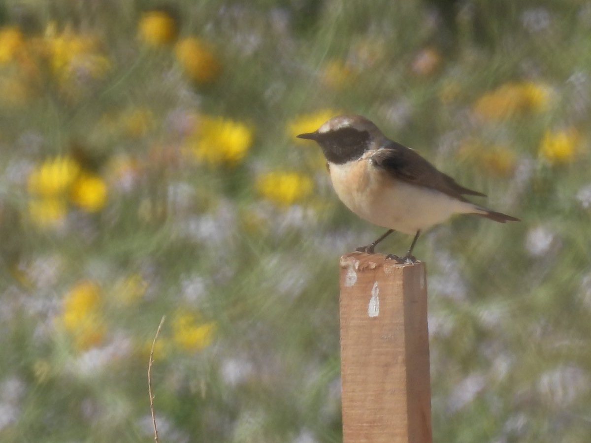 julianallen2009's tweet image. Day 6 Another great day with a few more migrants around here the highlights