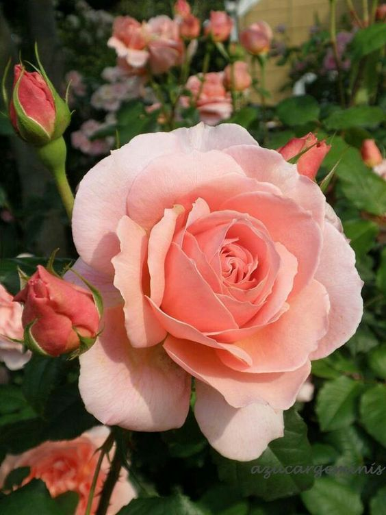queen808090's tweet photo. Starting the day with the beauty of these morning blooms. Capturing the elegance of the morning in these radiant rose petals. 🌹☀️
#earthquake  #fridaymorning #Rose #FridayFeeling  #world #California https://t.co/iJNQ166Up2
