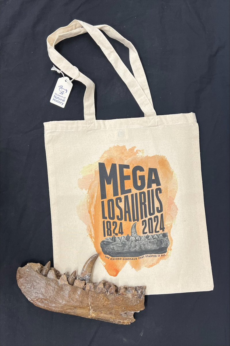 Our shop’s had a fresh delivery of fantastic Megalosaurus bags… sporting our gorgeous logo celebrating the 200 year anniversary of the first dinosaur ever named 🦖🦖🦖 Modelled here by the Megalosaurus type specimen no less 😍 #Megalosaurus200 #FossilFriday @morethanadodo