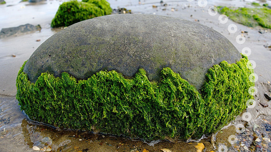 New research published in Biomaterials has explored the use of a gel derived from seaweed as a therapy for retinal detachment. Interested to find out more? Read more about the research in our news story here: ow.ly/9sAm50R9tGt #OT