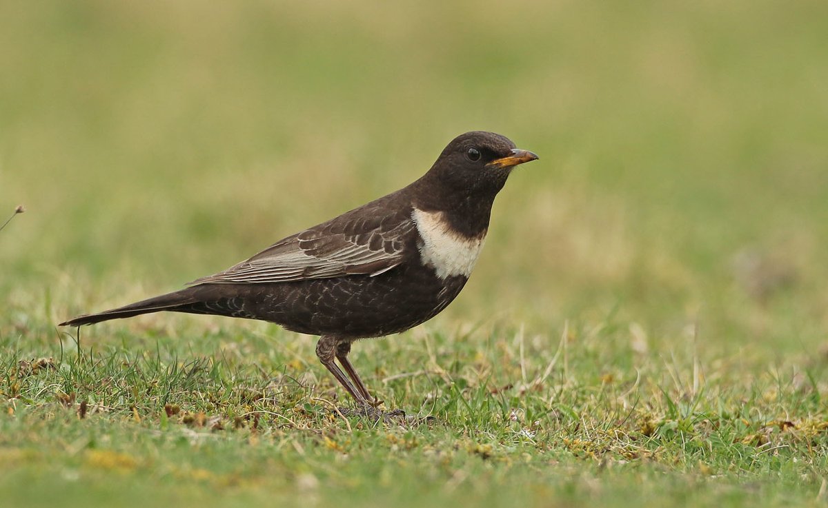 Fantastic Friday @RSPBTitchwell with our first real arrival of Sand Martins and Swallows in the rain this morning, along with a flyover male Ring Ouzel and singing Willow Warbler, as well as Spoonbill, Bearded Tits etc. 📸 Ring Ouzel 📸📸 Les Bunyan