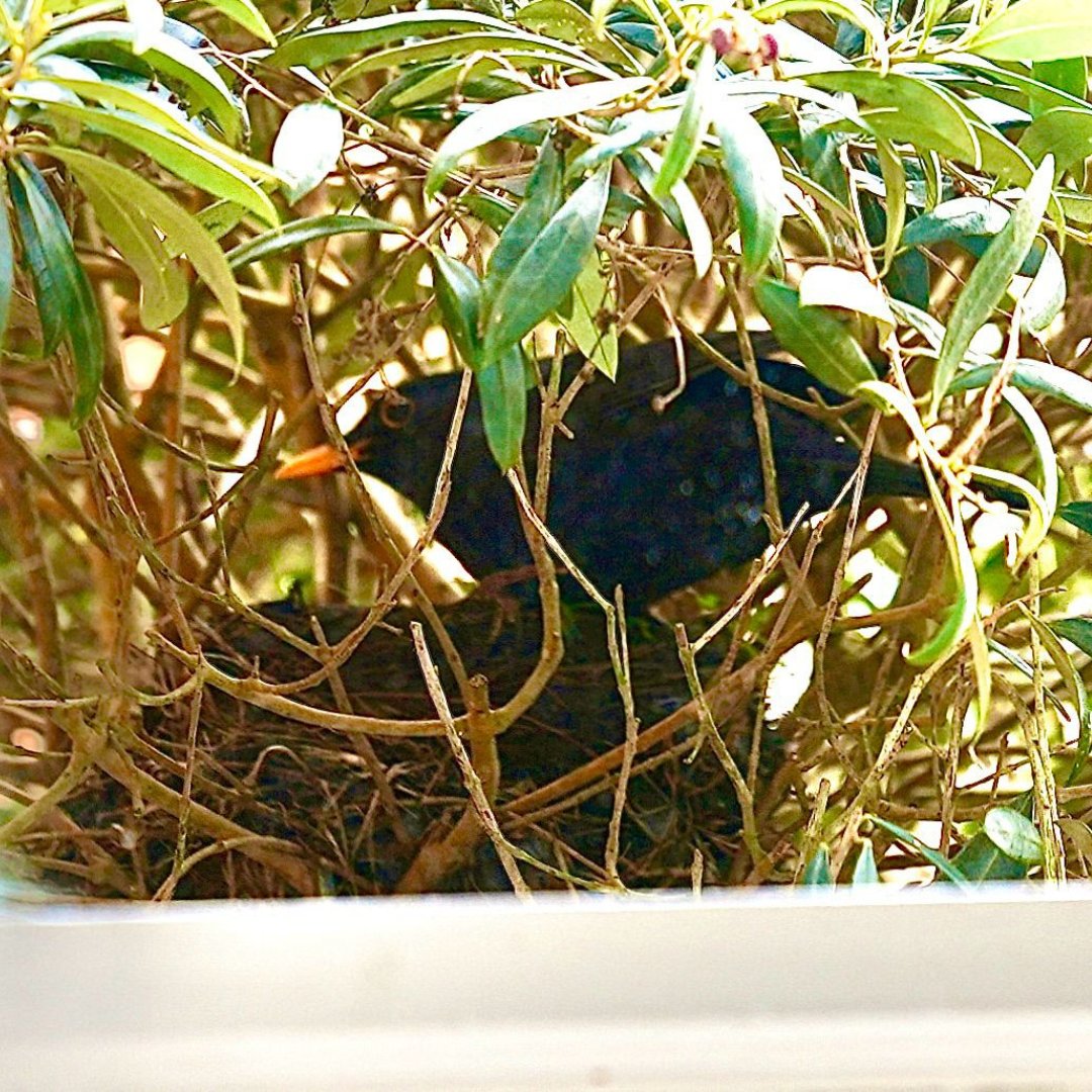 Spring feels like it's sprung when the nesting blackbird returns to my olive tree! I haven't seen the chicks yet but every day I look out my kitchen window to see if the new neighbours have arrived! 🐦🐦 #Spring #BirdWatching #OliveTree #NaturePhotography #Springtime #BirdNest