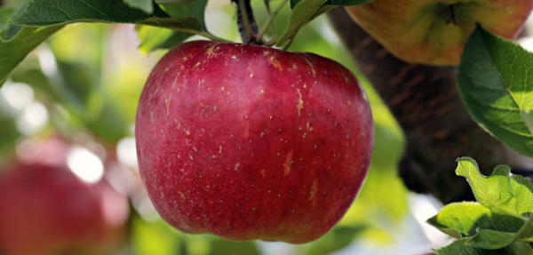 ‘Mind the gap’ – new data reveals increasing cost of UK apple production Read more via #HortNews >> hortnews.com/articles/horti… @GBApples @AliCapper #apples