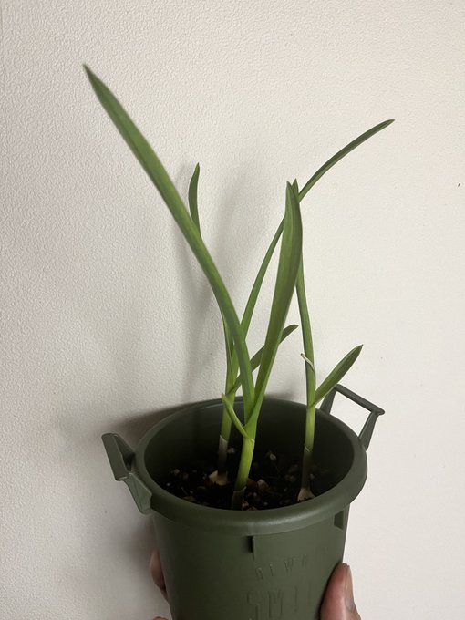 ついに野菜も枯渇したので育てていたニンニクの芽を収穫。
前回のリベンジで今度はロッソ。 