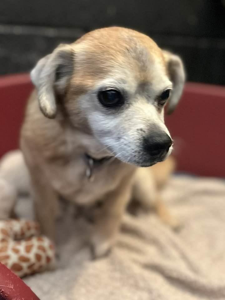 Please retweet to help Margaret find a home #LANCASHIRE #UK 
'This Little Lady is Margaret, she was found in one of our fields, as she wasn’t microchipped we had to wait for her owner to come for her, but sadly no one has come to collect this beautiful lady. 
She is around 12 yrs…