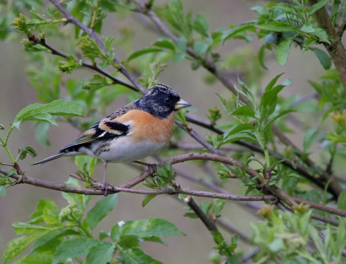 Nice to see a few Brambling turning up the last few weeks as they have otherwise been scarce this winter. This bird has been at the Gazebo feeding station.