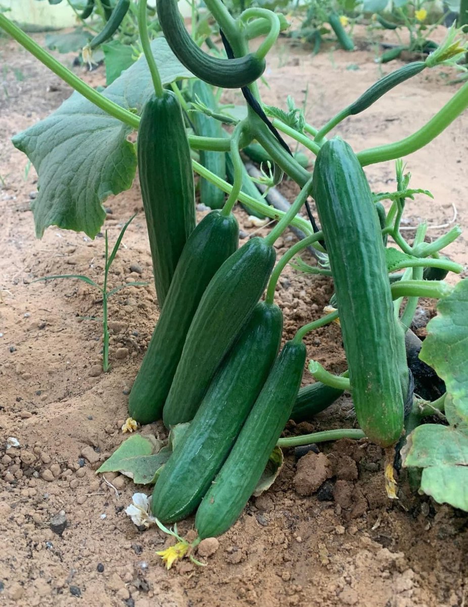 Th land of resources 🇸🇴. Mogadishu Farmers can make money from cucumber farming within months from a small plot of land.