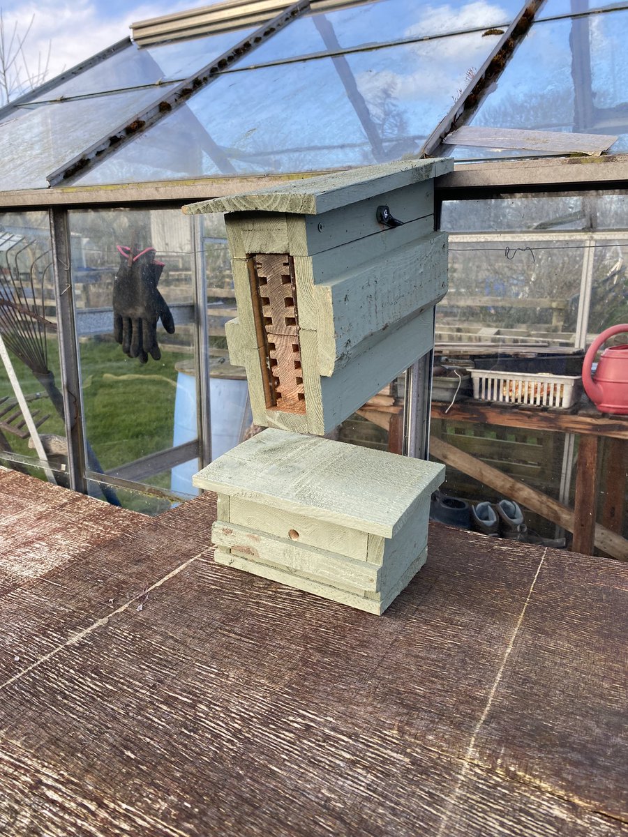 hexabeehouse's tweet photo. Placed the boxes out last week. Ne at the allotment (which was a bumper haul last year) This weekends temps look good for the emergence of last years #redmasonbees #osmiabicornis #solitarybee ⚡️🐝⚡️ https://t.co/mAmPkkbLeh