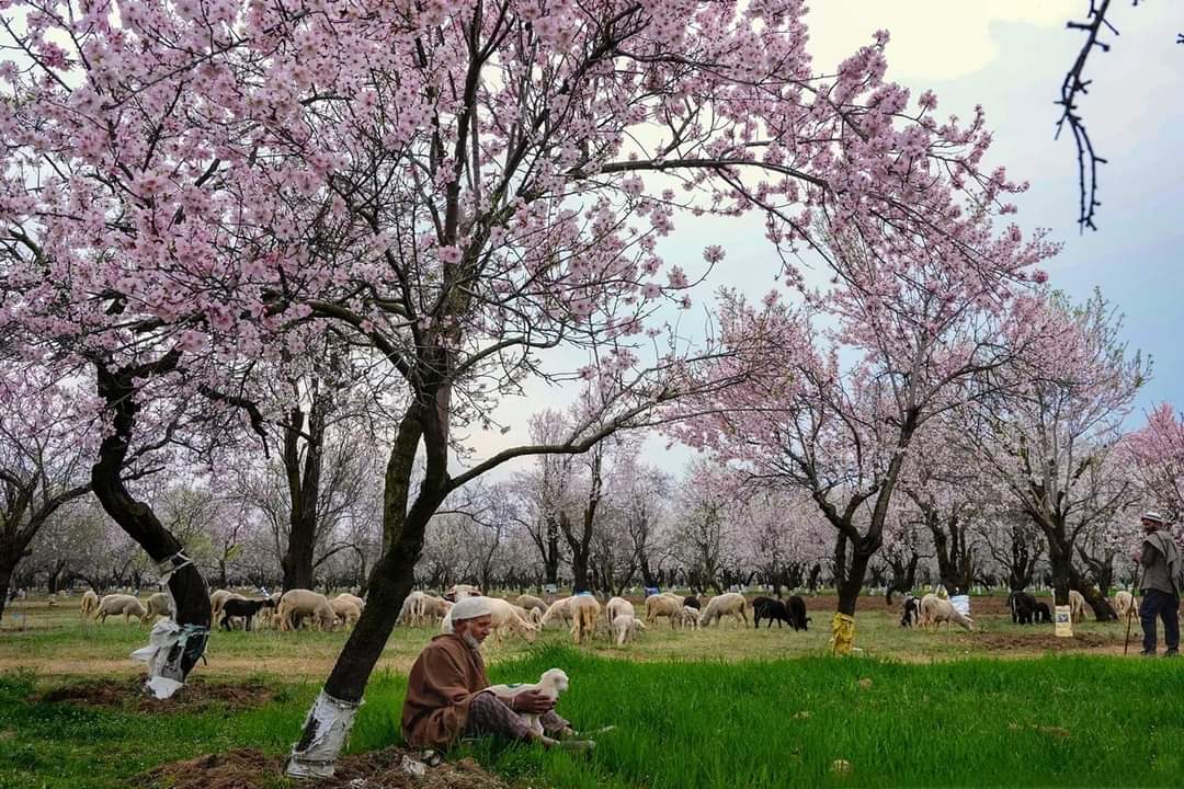 Spring in #Kashmir, a symphony of culture and heritage echoing through the valleys.
#Kashmir
#SpringInKashmir #CultureAndHeritage
#ParadiseonEarth 
#HeavenonEarth