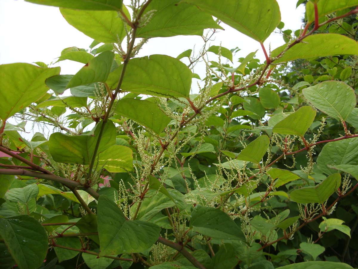 Lawns & gardens can become infested with #JapaneseKnotweed & the cost of maintaining buildings increases #InvasiveWeeds #Knotweed #InvasiveWeedTreatment #InvasiveWeedControl