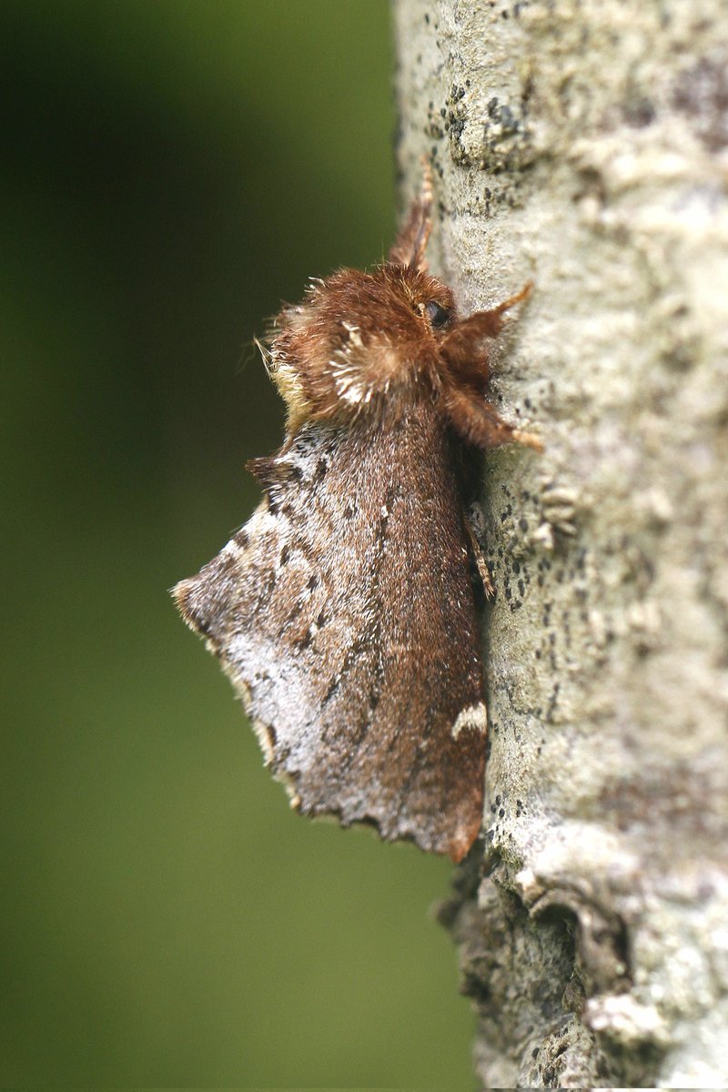 3 Scarce Prominent were among 26sp in last nights trap. VC15 @BritishMoths @mothsinkent