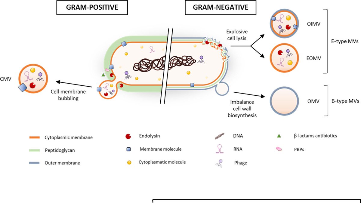 New #mBio minireview discusses past and new information about the vesiculogenesis phenomenon in Mtb, including biogenesis, MEV cargo, aspects in the context of host-pathogen interactions, and applications to develop effective tools to tackle the disease. journals.asm.org/doi/10.1128/mb…