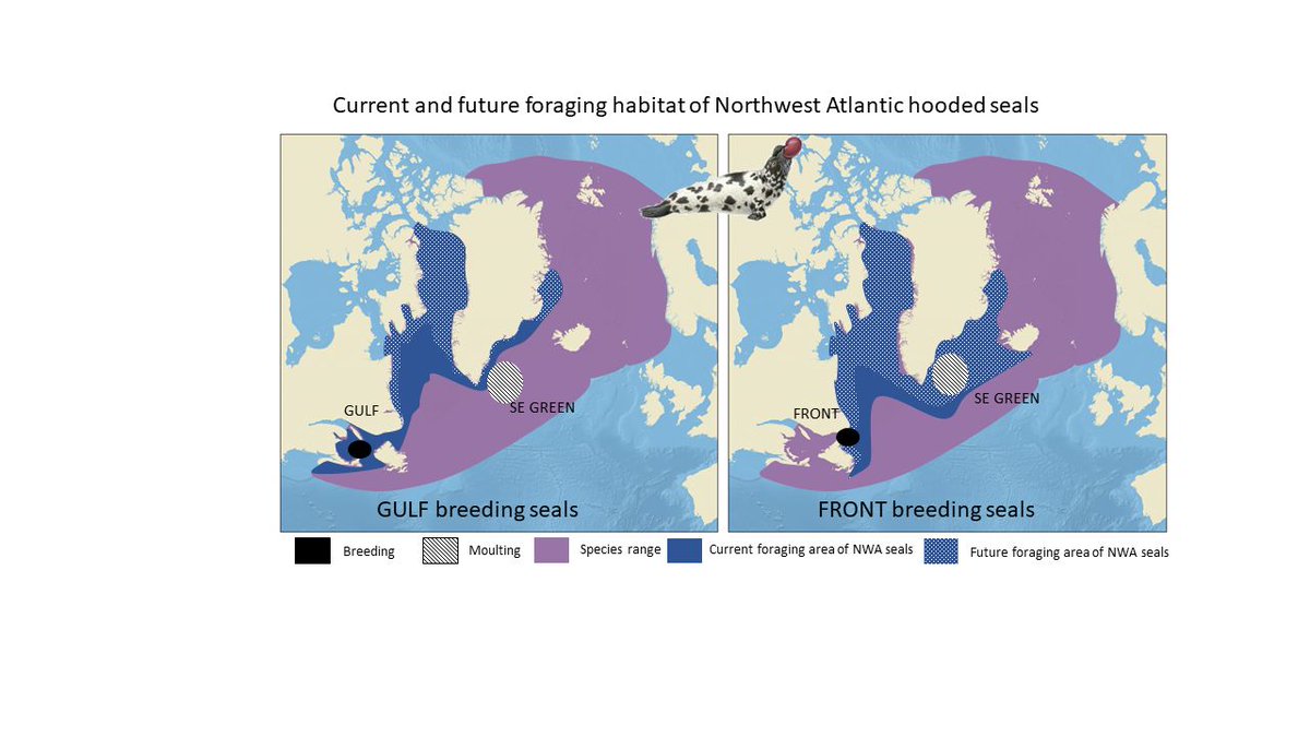 NEW RESEARCH Foraging habits of Northwest Atlantic hooded seals over the past 30 years: Future habitat suitability under global warming 📄 onlinelibrary.wiley.com/doi/full/10.11…