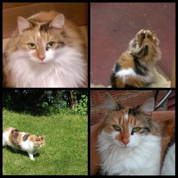 Unfortunately we are no closer to recovering this colourful #Tortoiseshell/#Calico beauty, almost certainly stolen from the #LeamingtonSpa area, so we are looking ANYWHERE in the Country for her. Please don't give up! Any info to @WheresMyAnnie